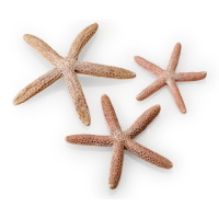 oase biorb starfish (set of 3, natural)