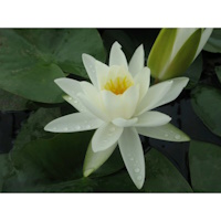 anglo aquatic 3l white 'alba' nymphaea lily (please allow 2-9 working days for delivery)