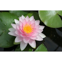anglo aquatic 3l pink 'darwin (hollandia)' nymphaea lily (please allow 2-9 working days for delivery)