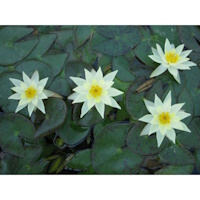 anglo aquatic yellow 2l 'pygmaea helvola' lily (please allow 2-9 working days for delivery)