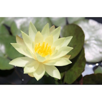 anglo aquatic 3l yellow 'odorata sulphurea' nymphaea lily (please allow 2-9 working days for delivery)
