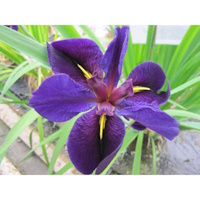 anglo aquatic 3l purple iris louisiana 'black gamecock' (please allow 2-9 working days for delivery)